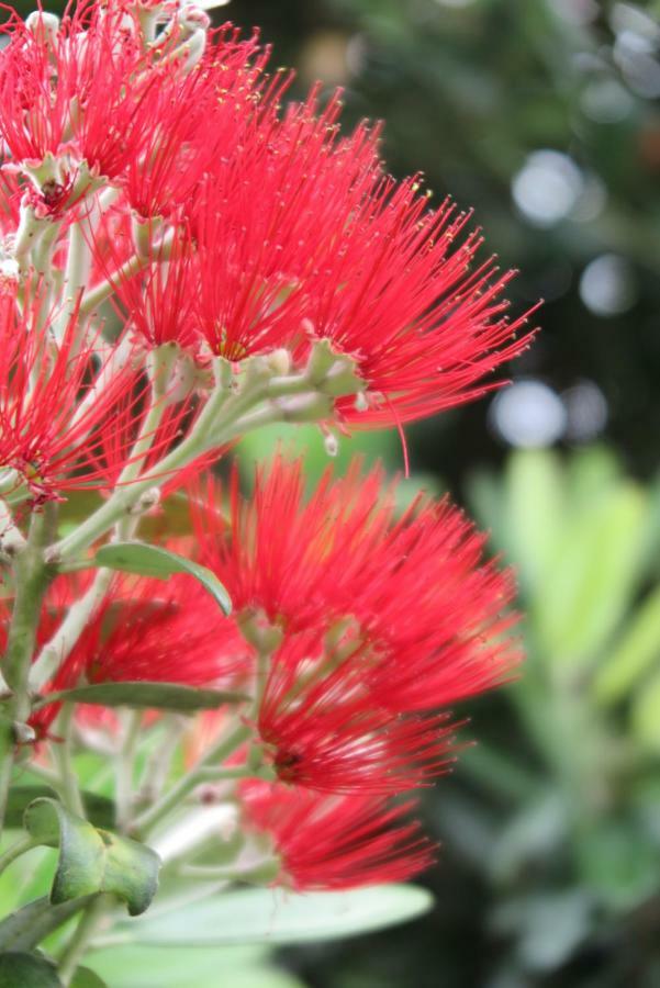 Kaka Lodge At Kotare House Tawharanui エクステリア 写真